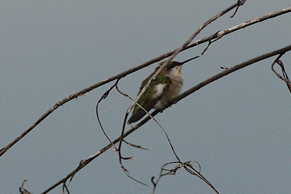 Waco Broad-tailed Hummer.jpg